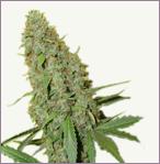 Cheese feminized marijuana seeds