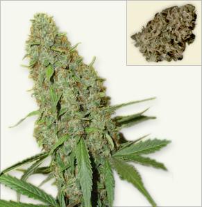 Cheese feminized marijuana seeds