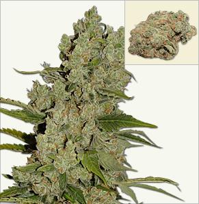 Crystal Mist feminized cannabis seeds