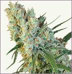 Crystal Coma Feminized Marijuana Seeds