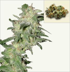 Critical feminized seeds