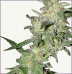 Critical feminized seeds