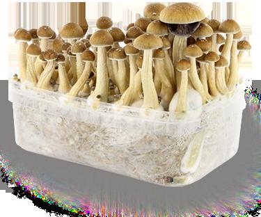 Psilocybe Cubensis Grow Kit