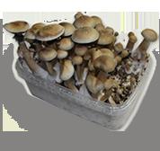 King Cambodia Magic Mushroom grow kit