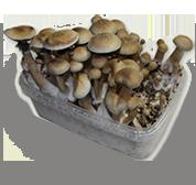 King cambodia cubensis pilz zuchtbox