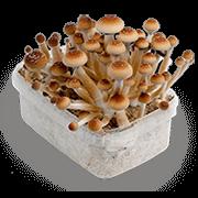 Mushroom Mycelium Box