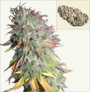 Kush Kush feminized cannabis seeds