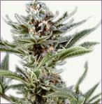 Cyclone  feminized marijuana seeds