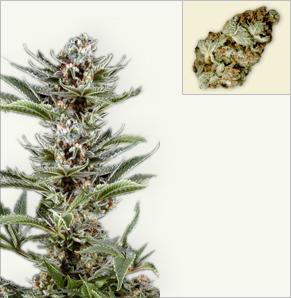 Cyclone  feminized marijuana seeds