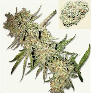 Devilmatic aba Little Devil marijuana Samen auto-flowering