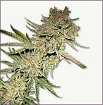 Devilmatic aba Little Devil marijuana Samen auto-flowering