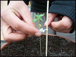 bevestig een ijzerdraadje aan het stokje en maak voorzichtig het plant er aan vast. Geeft het wel genoeg ruimte