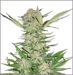 California Special feminized cannabis seeds