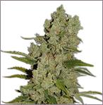 Crystal Mist feminized cannabis seeds