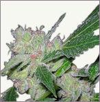 Afghan feminized marijuana seeds