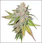 Cheese Special feminized marijuana seeds