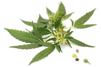 semillas de marijuana gratis