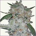 Girl Scout Cookies Feminisierte Marihuana Samen