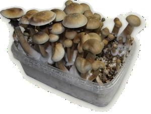 King Cambodia Magic Mushroom grow kit
