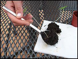 keep the little plants into the soil that stuck around