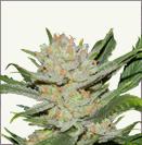 Lemon Haze feminized cannabis seeds