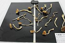 heatmat to dry magic mushrooms