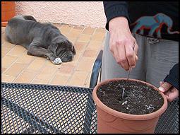 neem een grote pot gevuld met kiemgrond en maak een gat, groot genoeg om de plant er in te zetten