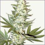 Master Kush feminized cannabis seeds