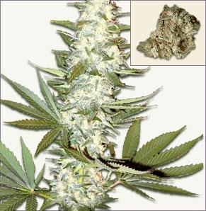 Master Kush feminized cannabis seeds