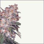 Misty feminized marijuana seeds