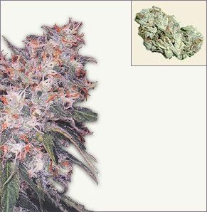 Misty feminized marijuana seeds