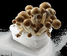 Cubensis Pilz Zuchtbox