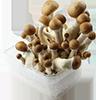 magic mushroom growkits for sale