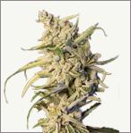 New York Diesel feminisierte auto-flowering cannabis samen