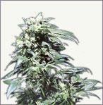 Northern Lights marijuana Samen auto-flowering