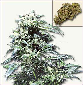 Northern Light feminized cannabis seeds