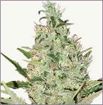 Northern Light XTRM Weibliche cannabis samen