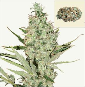 Northern Light XTRM Autoflowering samen