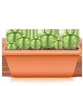 Peyote cactus kweek set