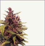 Purple Power marijuana samen