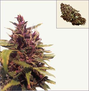 Purple Power marijuana semillas