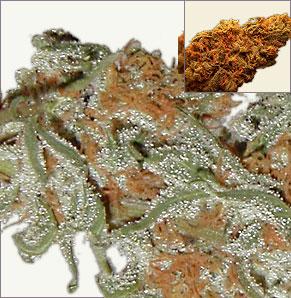 Skunk Redhair cannabis seeds