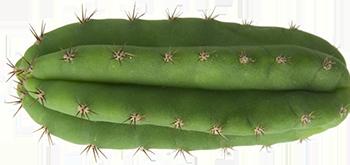 Sanpedro cactus