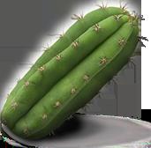 El cactus de San Pedro