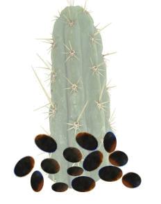 Graines du cactus de San Pedro