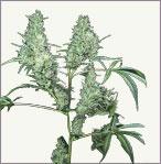 Silver Haze marijuana seeds