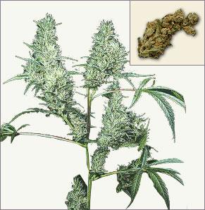 Silver Haze vrouwelijke marijuana zaden