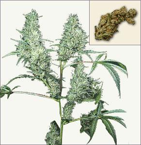 Silver Haze marijuana samen feminisierte