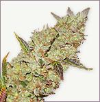 Skunk Power Plant feminized marijuana seeds