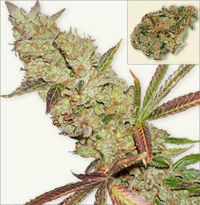 Skunk Power Plant feminisierte Marihuana-Samen